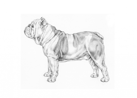 Bulldog